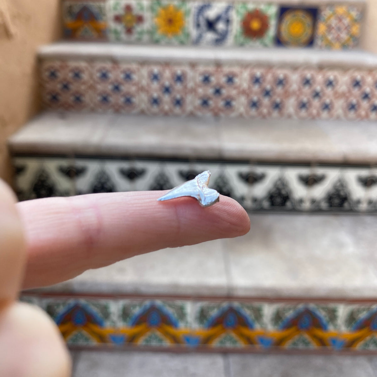 cast shark tooth for jewelry makers on finger 